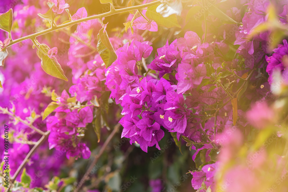 Obraz premium Bougainvillea flowers as a background. Floral background