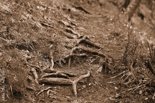 fotografia a delle radici di alberi photo