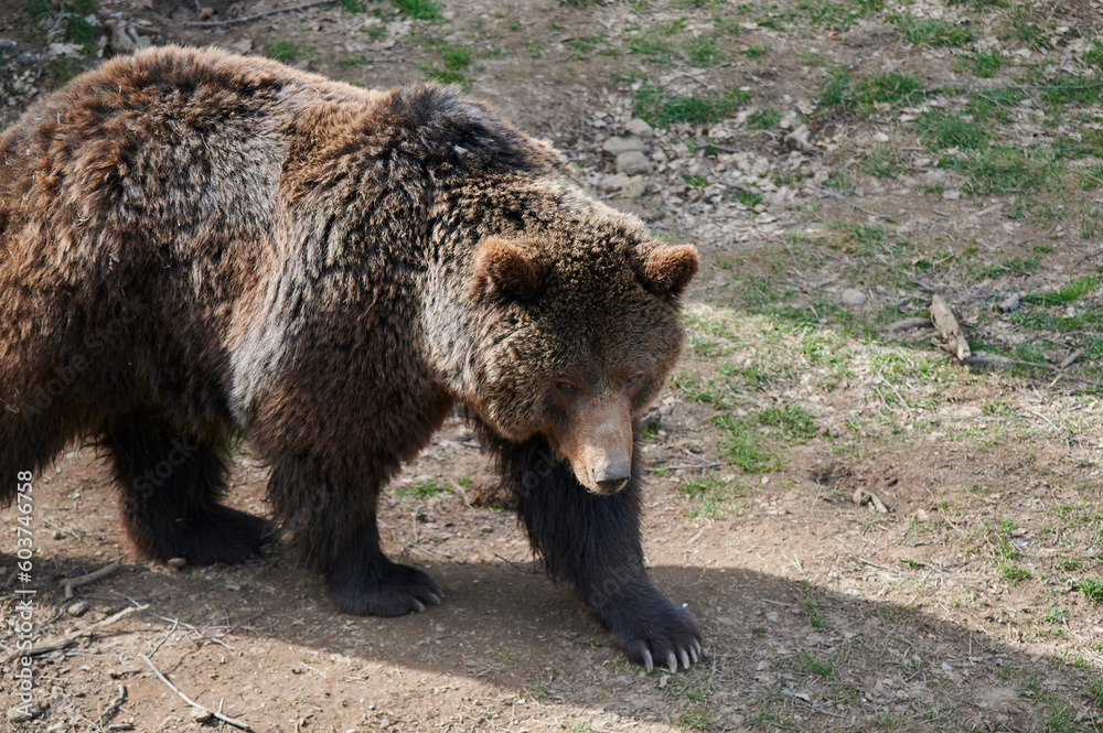 Fluffy wild brown bear walking on ground in nature Fluffy wild brown bear walking on ground in nature