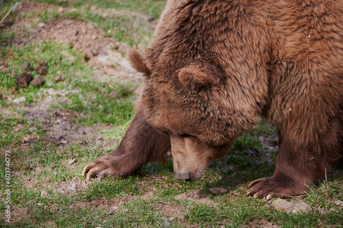 Wallpaper Mural Fluffy wild brown bear smelling and walking on ground in nature Torontodigital.ca