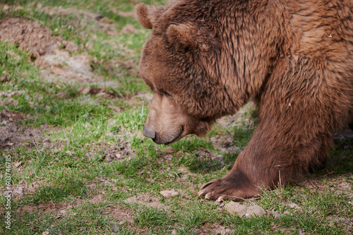 Fluffy wild brown bear smelling and walking on ground in nature photo