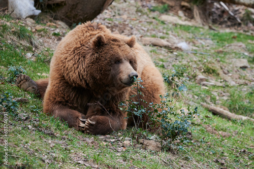 Wild brown bear resting on grassy meadow