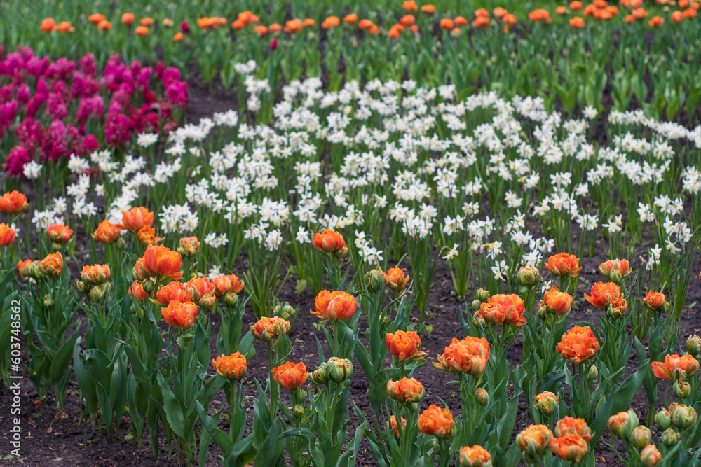 Beautiful blooming orange, white and pink tulip fields.