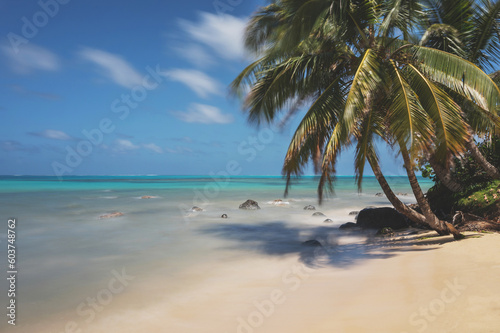 Clear tropical beach with palm tree