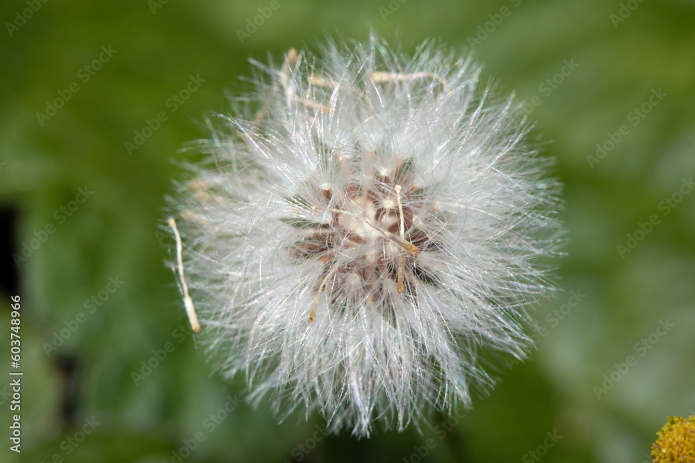 Close Up of a Dandelion Head with Seeds Close Up of a Dandelion Head with Seeds