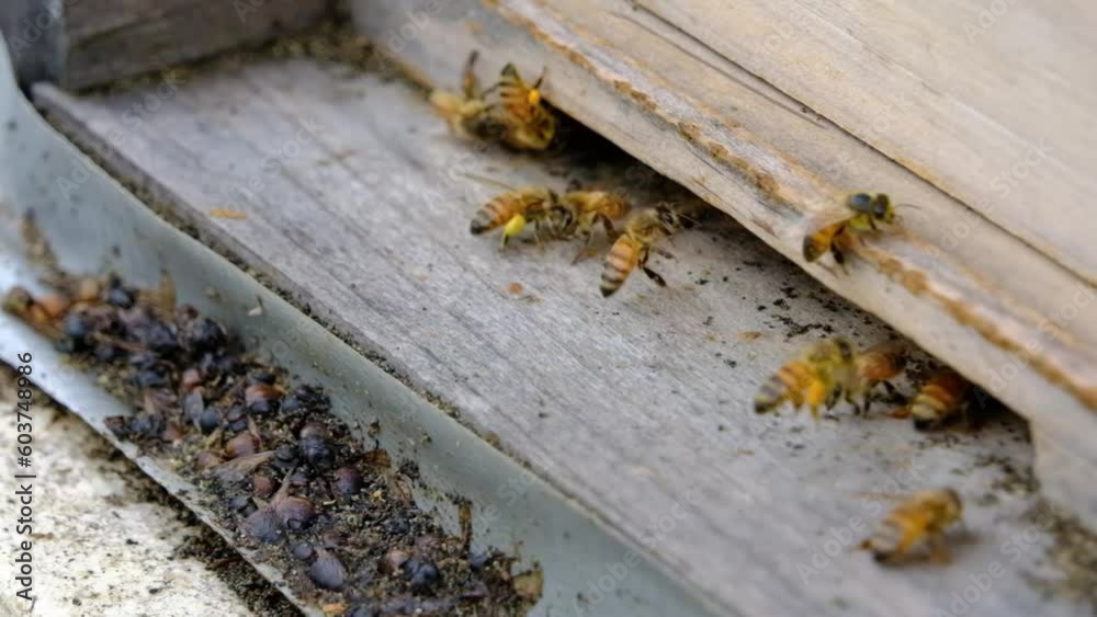Close up and slow motion of bees carrying collected nectar into hive and other flying out to gather more. Shallow field of view. Close up and slow motion of bees carrying collected nectar into hive and other flying out to gather more. Shallow field of view.