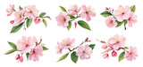 Pink cherry blossom flowers isolated on transparent background. Generative Ai