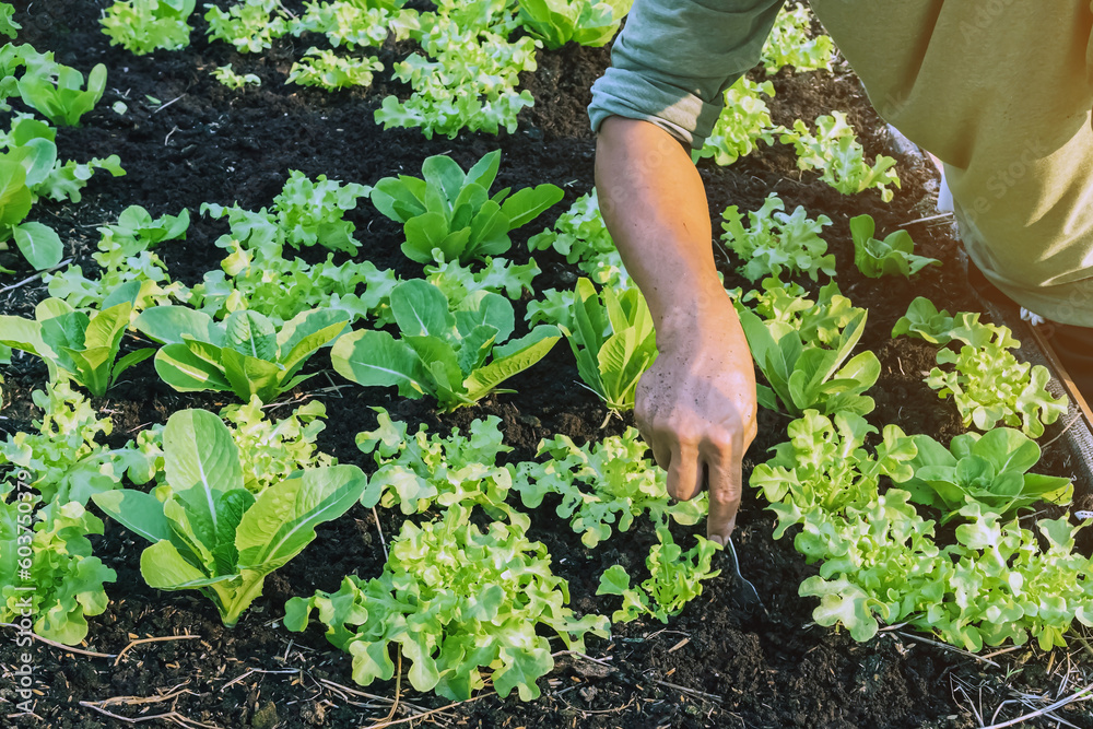 Φωτογραφία Hand of male farmer using a food fork to shovel soil to cultivate earthworms in an organic vegetable garden
