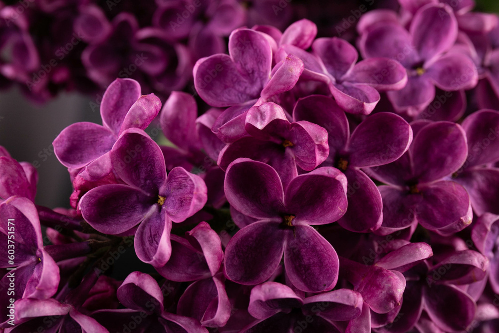 Lilac (lat.Syringa vulgaris) closeup in the spring on a black background. Lilac (lat.Syringa vulgaris) closeup in the spring on a black background.
