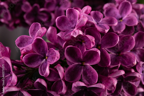 Lilac  lat.Syringa vulgaris  closeup in the spring on a black background.