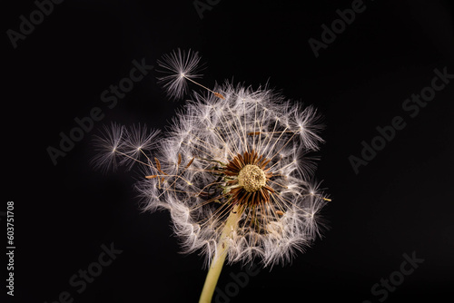 Dandelion with seeds blowing away in the wind across on black background.