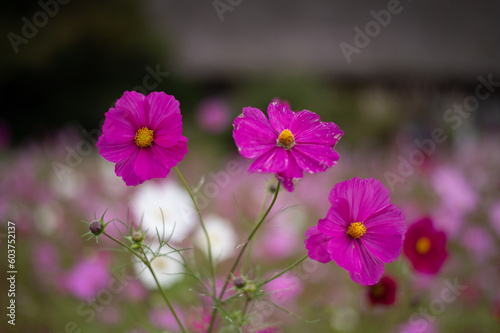 cosmos flower in the field