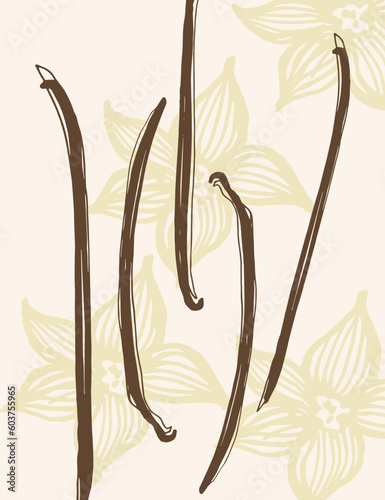 Vanilla. Flower and sticks of vanilla plant. Set with pods, vector image template. Fragrant spices illustration. Abstract background. Hand drawn.For label, poster, card, banner. Design element. 