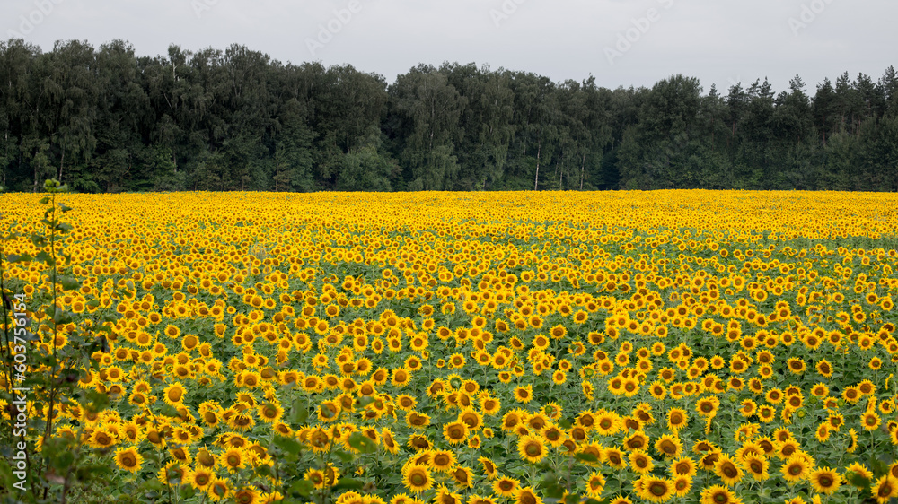 Sunflower field in the early morning, bright and large flowers Sunflower field in the early morning, bright and large flowers