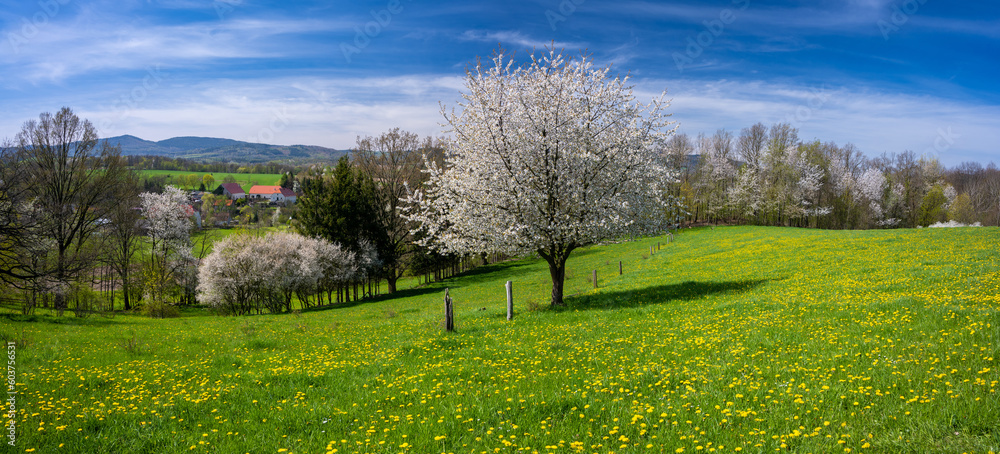 spring meadow and blossom tree in Kaczawskie mountains in Poland