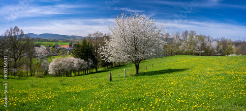 Obraz na płótnie spring meadow and blossom tree in Kaczawskie mountains in Poland w salonie