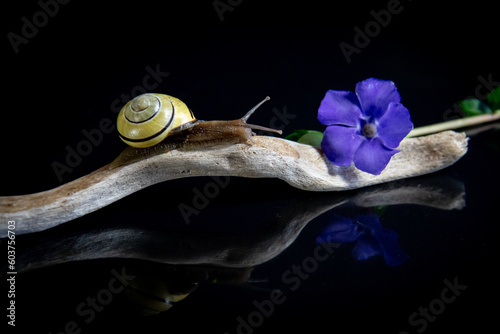 Snail and Flower on a stick