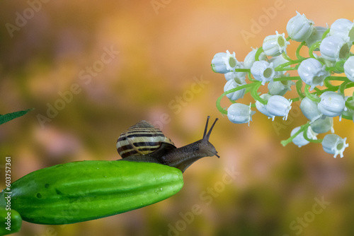 snail ono a flower