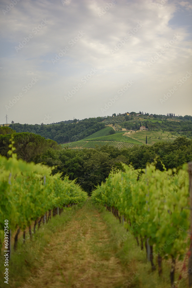 vineyard in the summer in Tuscany