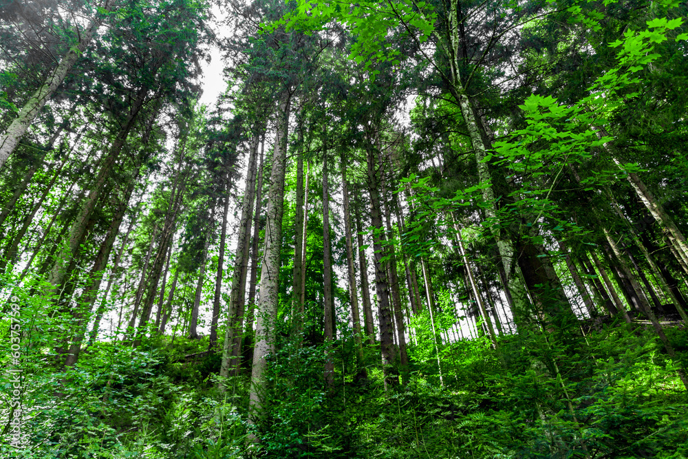 Fototapeta premium Scenic panoramic landscape: beautiful clinic black forest HD pics, Germany, EUROPE