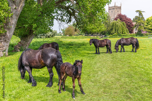 Horses and a young foal grazing in a meadow beside St Marys church in the Severnside village of Frampton on Severn, Gloucestershire, England UK