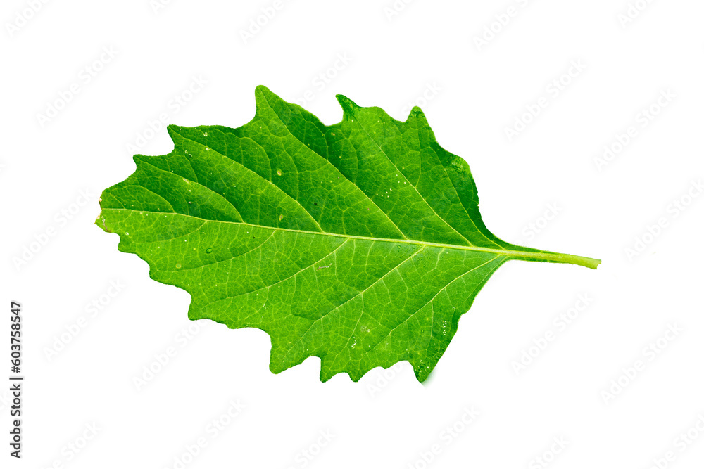 Close up of Common Nightshade green leaves and jagged edges with detailed leaf outline Close up of Common Nightshade green leaves and jagged edges with detailed leaf outline