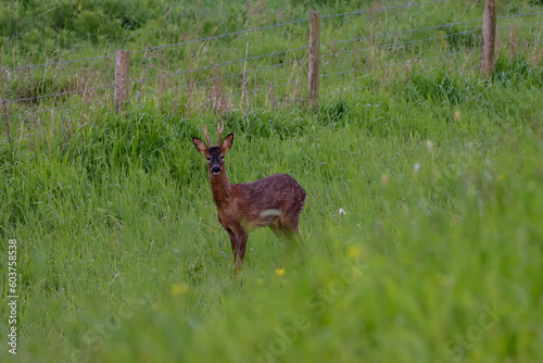 A beautiful animal portrait of a Roe Deer in the countryside