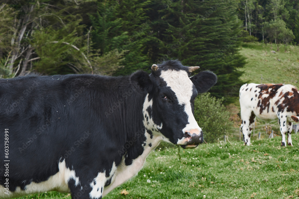 Cows spending the day in the meadow