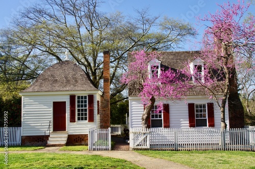 Two White Wooden Clad Colonial Houses with Pink Blossom trees. Williamsburg, VA, USA.  photo