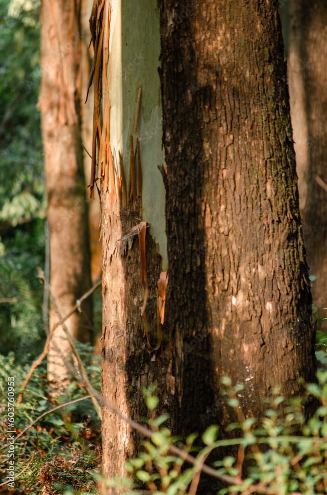 Fototapeta premium tree woods in nature