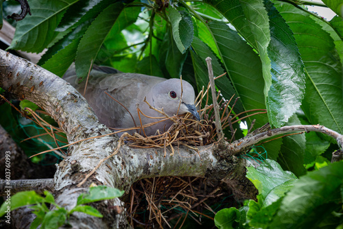 Streptopelia decaocto. Turtle Dove incubating in the nest between the branches of a tree. photo