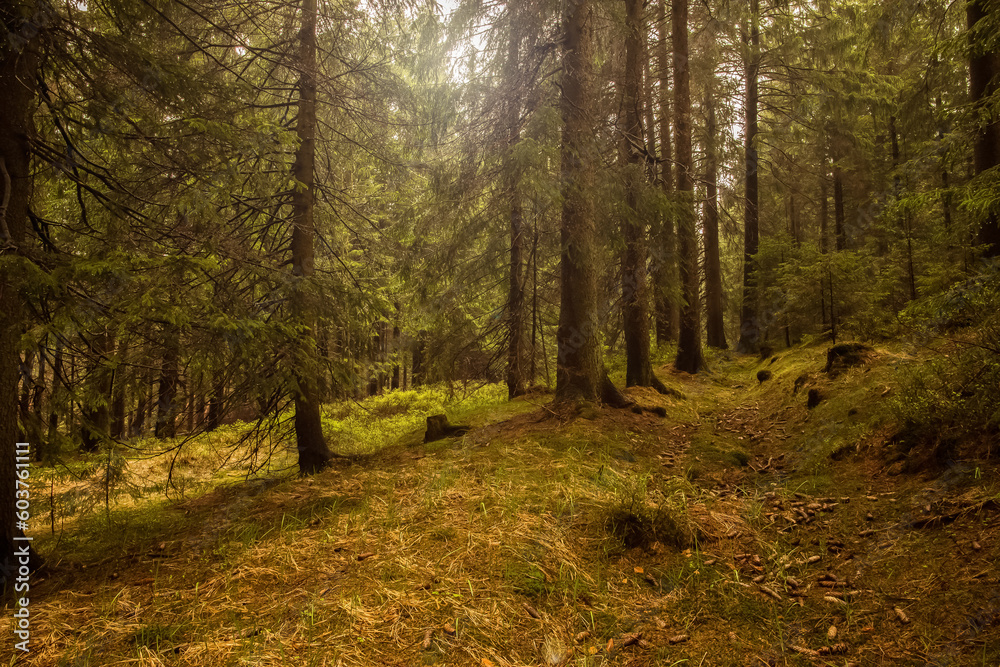 Obraz premium Forest background. Dark forrest nature view landscape