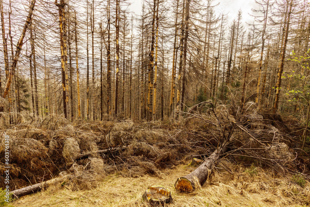 Obraz premium dried trees without leaves in an abandoned forest