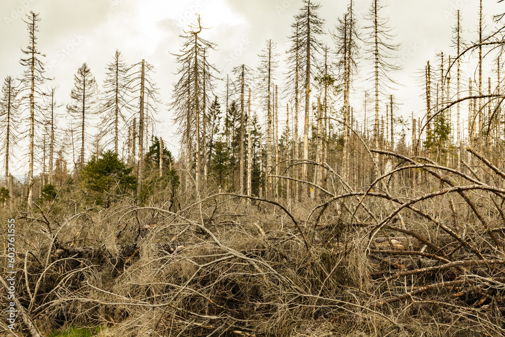 Fototapeta premium dried trees without leaves in an abandoned forest