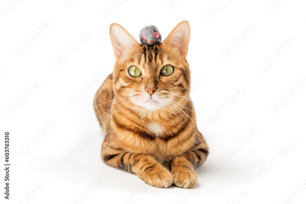 Red domestic cat plays with a toy mouse