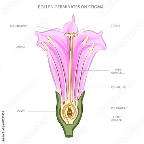 Illustration of pollen germination on stigma in a thornapple flower, showing pollen tube growth and sperm cell delivery to the ovary for fertilization in plant reproduction