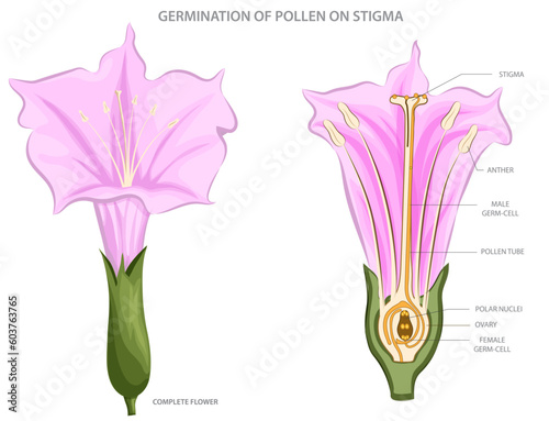 Pollen germinates on stigma, forming a pollen tube that delivers sperm cells to the ovary for fertilization in plant reproduction. photo