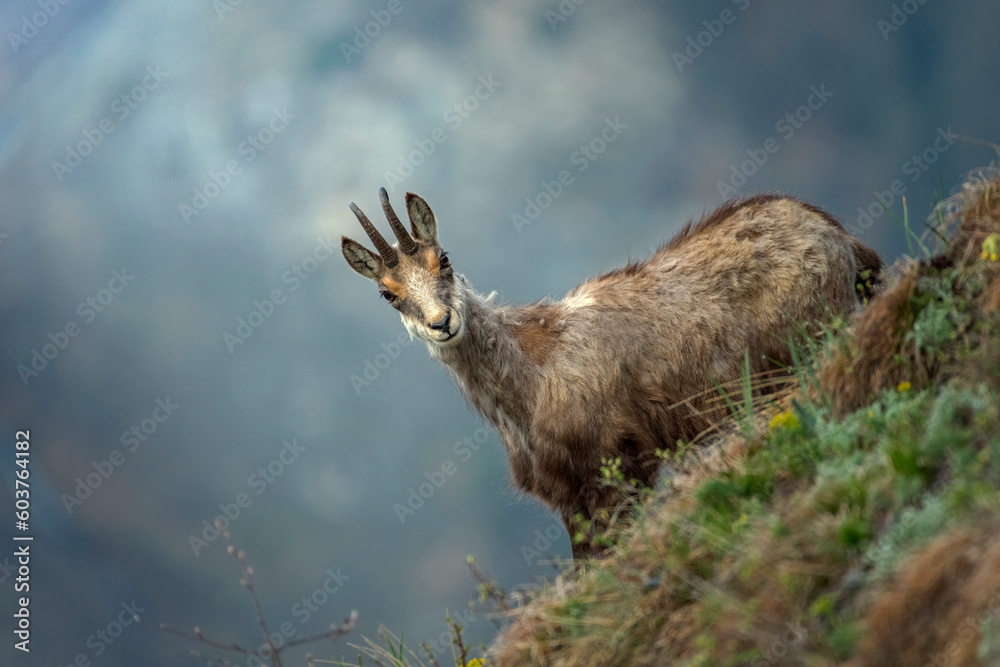 Molting alpine chamois or wild goat from alps (Rupicapra rupicapra) facing a steep slope, looking at camera against blurred mountains background, Piedmont Alps, Italy