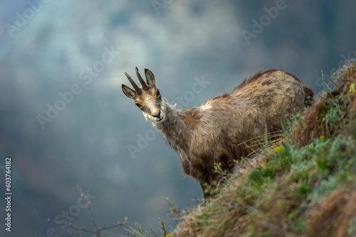 Molting alpine chamois or wild goat from alps (Rupicapra rupicapra) facing a steep slope, looking at camera against blurred mountains background, Piedmont Alps, Italy