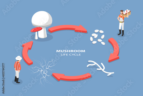 3D Isometric Flat Vector Conceptual Illustration of Mushroom Life Cycle, Reproduction Fungus