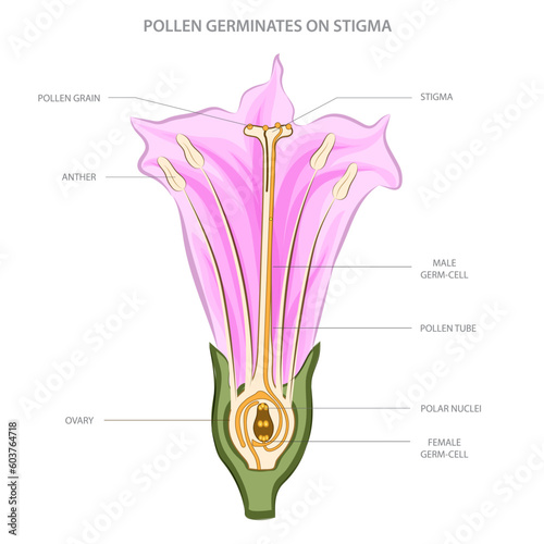 Illustration of pollen germination on stigma in a thornapple flower, showing pollen tube formation and sperm cell delivery to the ovary for fertilization in plant reproduction