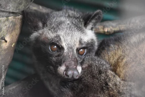 Fototapeta Luwak zwierzę z gatunku lisowatych, żyjący w Indonezji, wykorzystywany na plantacjach kawy na wyspie Bali