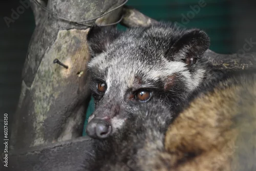 Fototapeta Luwak - zwierzę żyjące w indonezji
