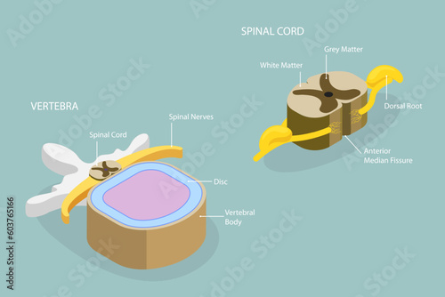 3D Isometric Flat Vector Conceptual Illustration of Spinal Cord, Labeled Educational Scheme