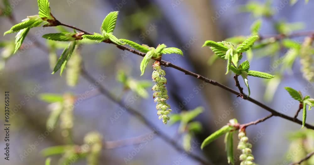 long hornbeam flowers in the spring season, beautiful hornbeam tree flowers during flowering in mid-spring long hornbeam flowers in the spring season, beautiful hornbeam tree flowers during flowering in mid-spring