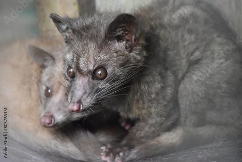 Fototapeta Luwak - zwierzę z gatunku lisowatych, żyjący w Indonezji, wykorzystywany na plantacjach kawy na wyspie Bali