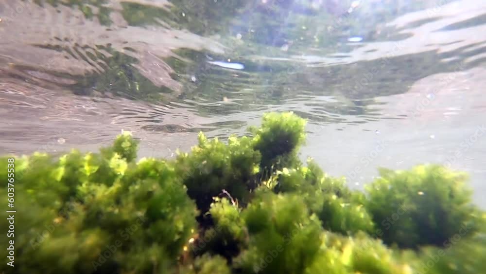 Green algae in transparent water swaying from ebb and flow of sea wave on sunny day. Green plants growing on stone under water, moving from movement of water. Ripples on surface water. Underwater view Green algae in transparent water swaying from ebb and flow of sea wave on sunny day. Green plants growing on stone under water, moving from movement of water. Ripples on surface water. Underwater view