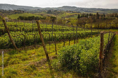 Rows of young vineyards in spring.