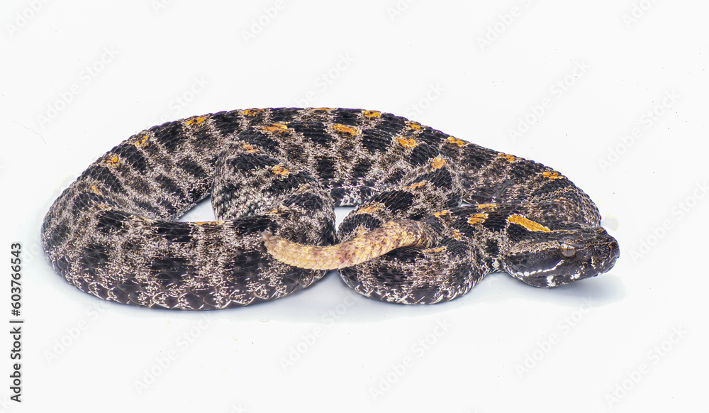 Dusky Pigmy or Pygmy Rattlesnake - Sisturus miliarius barbouri - full view of entire snake in great detail throughout. Isolated on white background Dusky Pigmy or Pygmy Rattlesnake - Sisturus miliarius barbouri - full view of entire snake in great detail throughout. Isolated on white background