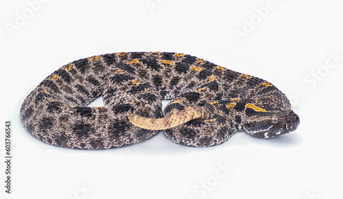 Dusky Pigmy or Pygmy Rattlesnake - Sisturus miliarius barbouri - full view of entire snake in great detail throughout. Isolated on white background